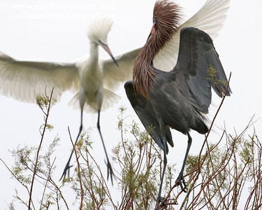 White Morph and Dark Morph Reddish Egrets will mate with each other. A mixed pair almost always has dark morph chicks (South edge of Pelican Estates, see map).

Photo credit: Diane Nunley