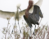 SundownIsland > White Morph and Dark Morph Reddish Egrets will mate with each other. A mixed pair almost always has dark morph chicks (South edge of Pelican Estates, see map).

Photo credit: Diane Nunley