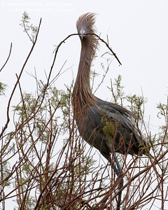 Ahhh... I found a really good stick! (South edge of Pelican Estates, see map).

Photo credit: Diane Nunley