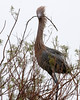 SundownIsland > Ahhh... I found a really good stick! (South edge of Pelican Estates, see map).

Photo credit: Diane Nunley