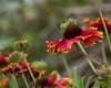 SundownIsland > Diane found a lush patch of Indian Blanket wildflowers on the island on the edge of Pelican Estates.

Photo credit: Diane Nunley