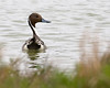 SundownIsland > This is a Northern Pintail found in the smaller pond next to Pelican Estates. These ducks are abundant in the West and common in the East.

Photo credit: Diane Nunley