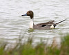 SundownIsland > A side view of the Northern Pintail.

Photo credit: Diane Nunley