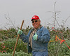 Able pauses from his work for a photo.  Notice how prolific the Lantana is behind him.  The Pelicans love nesting in, near or on the Lantana. Photo credit: Marcy Spears