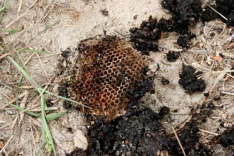 SundownIsland > One of the many in-between-jobs that Chester Smith had to take care of on the island were the honey bees that took up residence in the tractor shed. He said the bee keeper told him that if you don't remove and destroy the combs the bees will come back. This was the last remnant. Photo credit: Marcy Spears