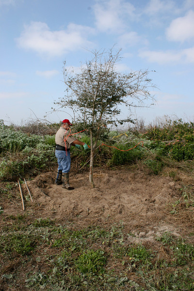 SundownIsland > Able De Leon clears out the weeds and brush around the oak trees planted near the tractor shed, followed by fertilizing and watering. Photo credit: Marcy Spears