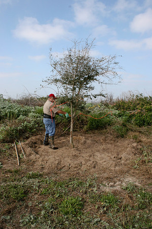 SundownIsland > Able De Leon clears out the weeds and brush around the oak trees planted near the tractor shed, followed by fertilizing and watering. Photo credit: Marcy Spears