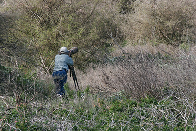 After Diane Nunley finished painting the cistern, she walked about the island taking photos of the early breeding activity.
Photo credit: Marcy Spears
