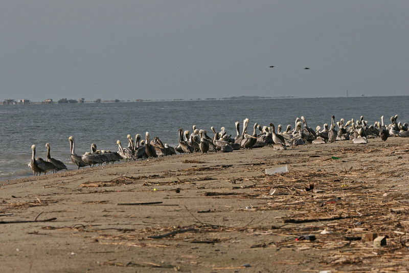SundownIsland > This is a typical scene in the fall on Sundown Island.  Most of the breeding adults have gone on someplace else.  Generally juveniles and young adult Brown Pelicans are left to claim the island.  I even spotted two White Pelicans among the group. More will be arriving later. Many of the White Pelicans winter on the island and in the area.