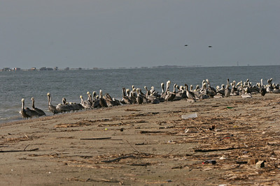 This is a typical scene in the fall on Sundown Island.  Most of the breeding adults have gone on someplace else.  Generally juveniles and young adult Brown Pelicans are left to claim the island.  I even spotted two White Pelicans among the group. More will be arriving later. Many of the White Pelicans winter on the island and in the area.