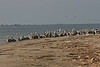 This is a typical scene in the fall on Sundown Island.  Most of the breeding adults have gone on someplace else.  Generally juveniles and young adult Brown Pelicans are left to claim the island.  I even spotted two White Pelicans among the group. More will be arriving later. Many of the White Pelicans winter on the island and in the area.