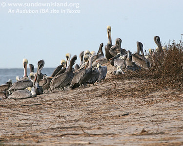This is on the southeast edge of the island.  The young birds had some kind of "king of the hill" thing going on here.