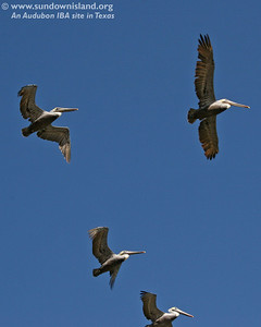 My favorite sight, young Brown Pelicans circling in the air, either to check us out, or to move a bit further out of range.