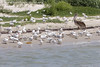 This juvenile American Brown Pelican was taking a walk through the new baby terns.