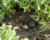 The Laughing Gulls lay their eggs under brush or just out in the open. We may have disturbed the parent of this nest. Counters noticed that there were a fair number of abandoned nests and some with dead chicks.

Photo credit: Marcy Spears