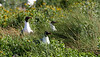Three Laughing Gulls sitting on their nests, on the southeast side of the island.


Photo credit: Marcy Spears