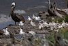 The tern chicks are always fun to watch.  This year they were congregated on the southeast to south end of the island.  They were so close to the water that we had to walk in the brush to keep from scaring the babies. There were hundreds of chicks, all stages.  Of course there were adult terns there, but it seemed like the Brown Pelicans were the back-up baby sitters.

Photo credit: Marcy Spears