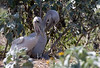 These youngsters were on the south side of the island.  They were not part of the larger group.  They appear to be enjoying the shade from the Silver-leaf Sunflowers and waiting for food.

Photo credit: Marcy Spears