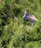 2008 Annual Census : The colonial-waterbird 2008 annual-census takers were: Chester Smith, Warden of Sundown Island, Ed Taylor, David Newstead (Coastal Bend Bays and Estuaries Program), Andy Kasner (Audubon), Clare Lee and Robyn Cobb (Fish & Wildlife Services), Kim Withers (TAMUCC), Diane Nunley (TOS) and Marcy Spears (Houston).

View larger images of photos: Click on any photo, or use the slideshow feature (top right). You may also view the original photo.  They are large a take longer to download.

View previous years' census photos.