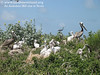 SundownIsland > Photo of Brown Pelican adults and chicks along a ridge near the center of the island. This photo and the ones that follow were taken on Sunday by Judy Threader.
