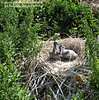 SundownIsland > Pelican chicks in the nest, waiting for feathers. Photo credit: Peggy Wilkinson.