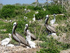 SundownIsland > Photo of Brown Pelican adults and chicks in the center of the island. This photo was taken on Sunday by Judy Threader.