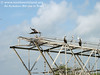 SundownIsland > Birds have made a good use of the old towers dragged onto the island years ago.