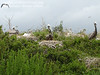 SundownIsland > Photo of Brown Pelican adults and chicks in the center of the island. This photo was taken on Sunday by Judy Threader.
