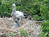 SundownIsland > Do you suppose these two chicks are siblings?  Or maybe they are just checking each other out.  Photo credit: Diane Nunley.