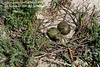Laughing Gull eggs in nest, a slight depression in the sand. Photo credit: Diane Nunley.