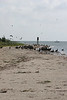 SundownIsland > The non-breeding adults and juvenile Brown Pelicans tend to congregate together along the edges of the island.  This group was on the Northeast side of the island. Photo credit: Diane Nunley.