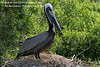 SundownIsland > American Brown Pelican. Photo credit: Diane Nunley.