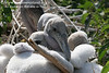 SundownIsland > Pelican chicks with their soft, white downy feathers, hudling together for protection. Photo credit: Diane Nunley.