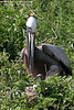 SundownIsland > American Brown Pelican with two chicks. A loving parent. Photo credit: Diane Nunley.
